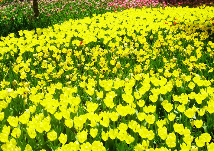 花田草海